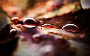 Golden Fall Dew Drops On A Fresh Morning Wallpaper