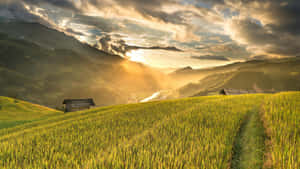 Golden Farmland Sunrise Wallpaper