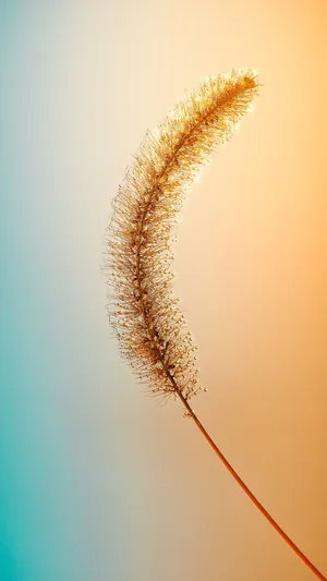 Golden Grass Silhouette Sunset Wallpaper