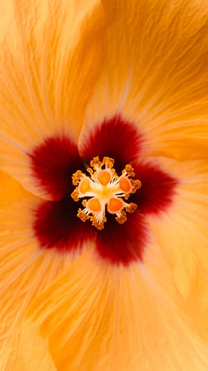 Golden Hibiscus Stigma Wallpaper