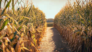 Golden Hour Corn Maze Path Wallpaper