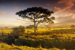 Golden Hour Countryside_ New Plymouth N Z Wallpaper