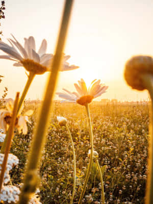 Golden Hour Daisy Field.jpg Wallpaper