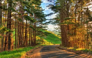 Golden Hour Forest Road.jpg Wallpaper