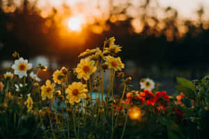 Golden Hour Garden Blooms Wallpaper