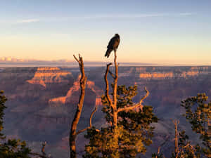 Golden Hour Grand Canyonwith Raven Wallpaper