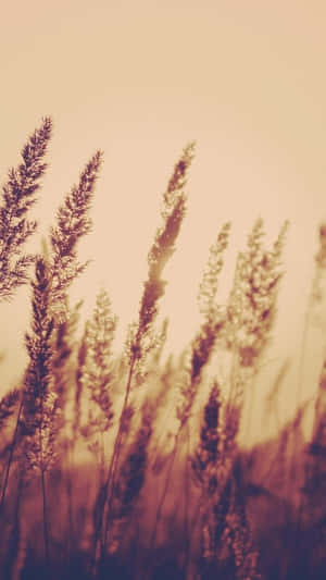 Golden Hour Grasses Vintage Soft Aesthetic Wallpaper