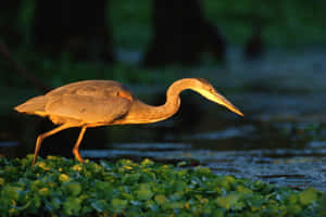 Golden Hour Heron Wading Water.jpg Wallpaper