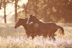 Golden Hour Horses Grazing Wallpaper