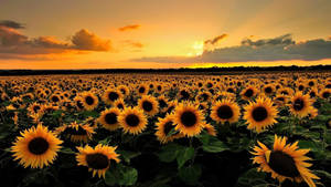 Golden Hour Sunflower Laptop Wallpaper