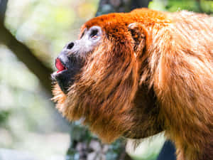 Golden Howler Monkey Profile Wallpaper