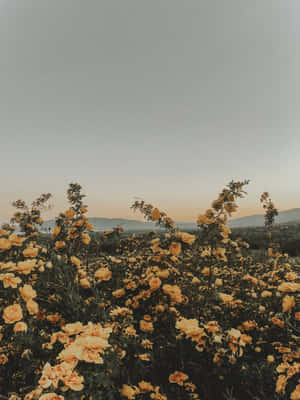 Golden Hued_ Summer_ Roses Wallpaper