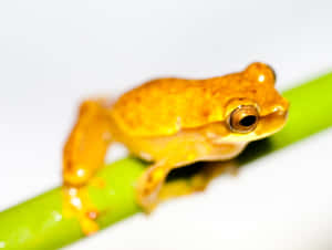 Golden Hyla Frogon Green Stem Wallpaper