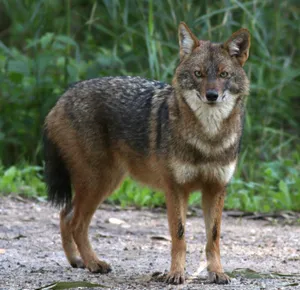 Golden Jackal Standing Alert Wallpaper