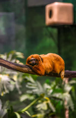 Golden Lion Tamarin Resting Wallpaper