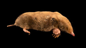 Golden Mole Black Background Wallpaper