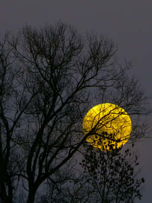 Golden_ Moonrise_ Through_ Trees Wallpaper