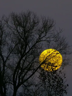 Golden_ Moonrise_ Through_ Trees Wallpaper