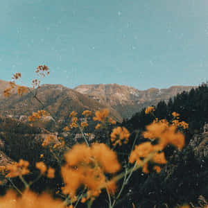Golden Mountain Meadow Bright Aesthetic Wallpaper