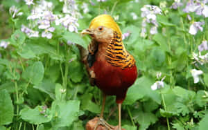 Golden Pheasant Among Flowers.jpg Wallpaper