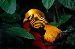 Golden Pheasant Among Green Leaves Wallpaper