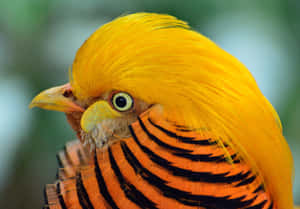 Golden Pheasant Close Up Wallpaper