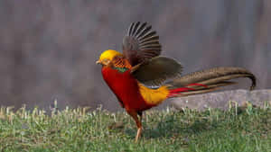 Golden Pheasant In Flight Preparation.jpg Wallpaper