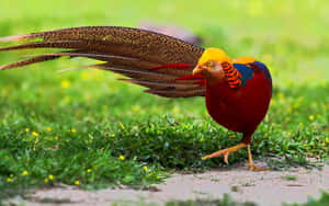 Golden Pheasant In Grass Wallpaper