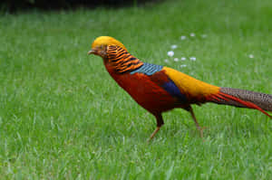 Golden Pheasant In Grass.jpg Wallpaper