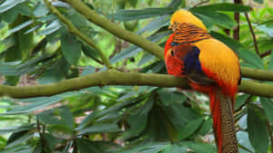 Golden Pheasant In Natural Habitat Wallpaper