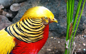 Golden Pheasant Portrait Wallpaper