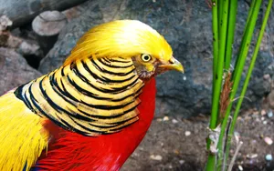 Golden Pheasant Portrait Wallpaper