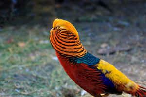 Golden Pheasant Portrait Wallpaper