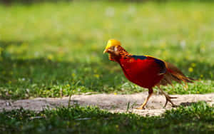 Golden Pheasant Strolling Grassy Field Wallpaper