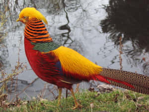 Golden Pheasantby Water Wallpaper