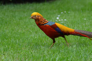 Golden Pheasantin Grass.jpg Wallpaper