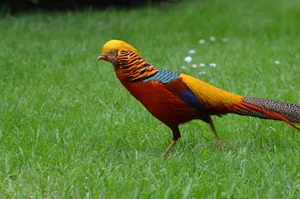 Golden Pheasantin Grass.jpg Wallpaper