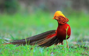 Golden Pheasantin Grassland Wallpaper