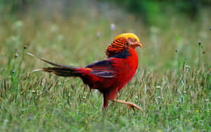 Golden Pheasantin Grassland Wallpaper