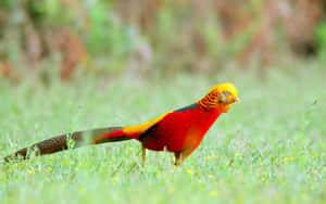 Golden Pheasantin Grassland.jpg Wallpaper