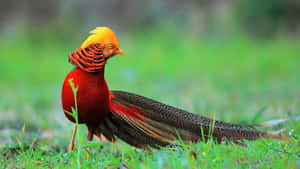 Golden Pheasantin Natural Habitat.jpg Wallpaper