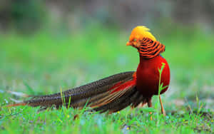 Golden Pheasantin Natural Habitat.jpg Wallpaper