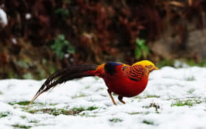 Golden Pheasantin Snow Wallpaper