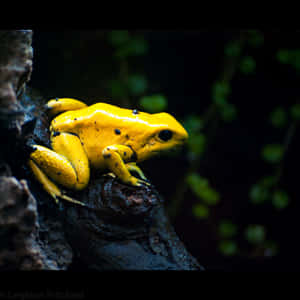 Golden Poison Frogin Habitat.jpg Wallpaper