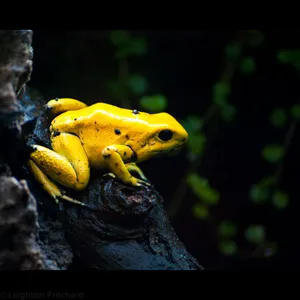 Golden Poison Frogin Habitat.jpg Wallpaper