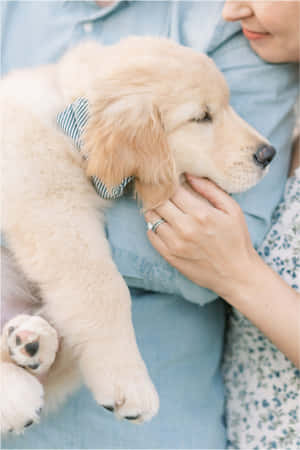 Golden Puppy Sleepingin Owner Arms.jpg Wallpaper