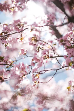 Golden Rays Of Sunshine Illuminating A Verdant Field In Spring Wallpaper