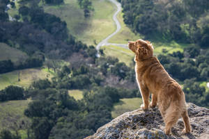 Golden Retriever Cliff Edge Wallpaper