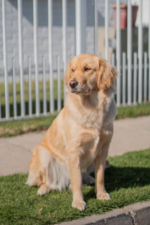 Golden Retriever Dog Sitting Upright Wallpaper