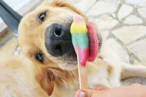 Golden Retriever Enjoying Popsicle Wallpaper
